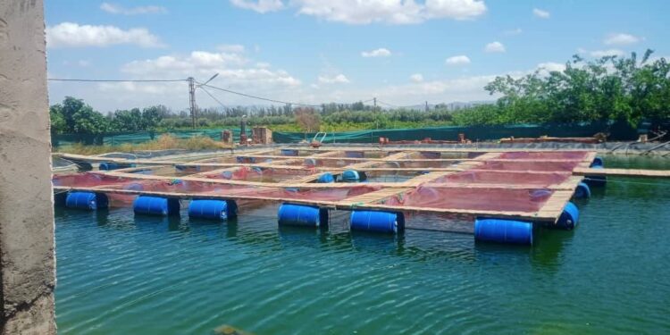 Des alevins ont été introduits entre le 1er janvier et le début août dans huit cages flottantes situées dans des fermes aquacoles