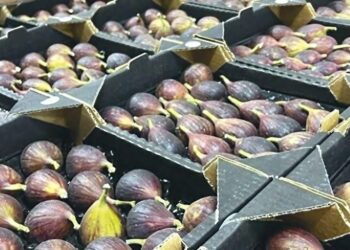 Béjaïa : Beni Djellil accueille la 6e édition de la fête de la figue et des produits du terroir