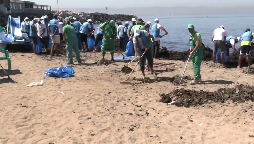Oran : Des tonnes d’algues récoltées sur les plages