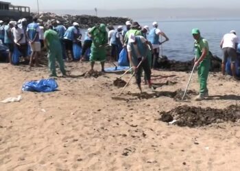 Oran : Des tonnes d’algues récoltées sur les plages