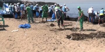 Oran : Des tonnes d’algues récoltées sur les plages