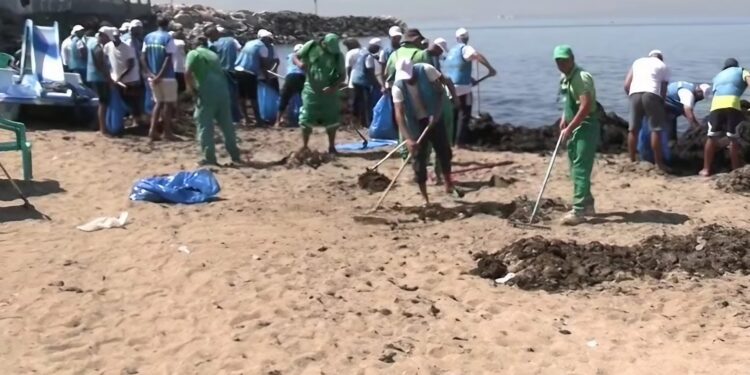 Oran : Des tonnes d’algues récoltées sur les plages
