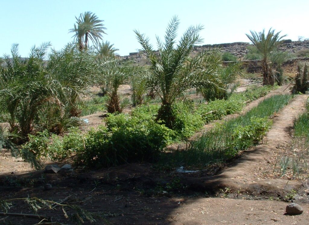 Timimoun : Derbal met l’accent sur l’exploitation des eaux usées épurées dans l’irrigation des palmeraies