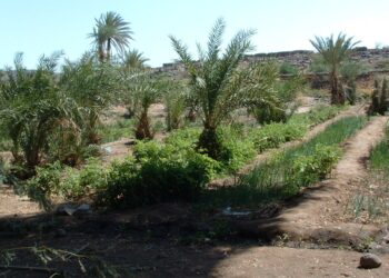 Timimoun : Derbal met l’accent sur l’exploitation des eaux usées épurées dans l’irrigation des palmeraies