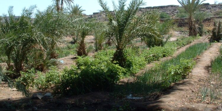 Timimoun : Derbal met l’accent sur l’exploitation des eaux usées épurées dans l’irrigation des palmeraies