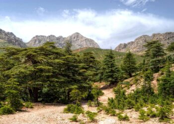 Un décret exécutif en fixe les modalités : L’inventaire, outil d’une gestion durable des forêts