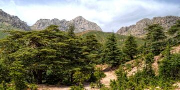 Un décret exécutif en fixe les modalités : L’inventaire, outil d’une gestion durable des forêts