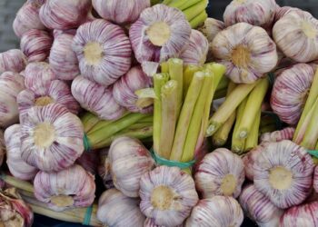 La wilaya de Mila a réalisé au titre de l’actuelle saison agricole 2024/2025 une production de 1.567.500 quintaux d’ail