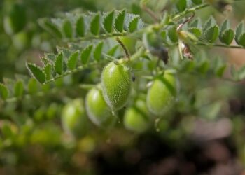 El Tarf : Une récolte de plus de 13.000 quintaux de pois chiches attendue