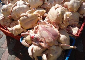 Lutte contre les intoxications alimentaires à Béjaia : 1200 kg de viande blanche saisie à El Kseur