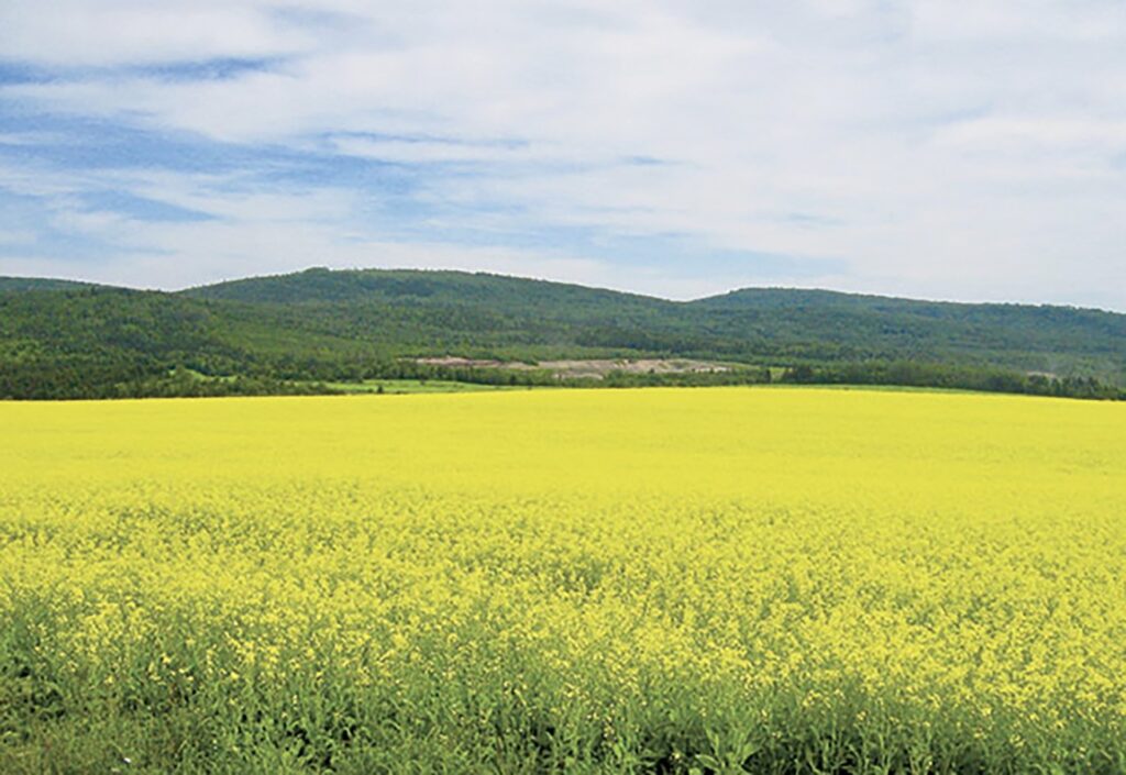 Guelma : Plus de 12.600 quintaux de colza produit durant la saison 2024-2025 