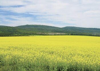 Guelma : Plus de 12.600 quintaux de colza produit durant la saison 2024-2025 