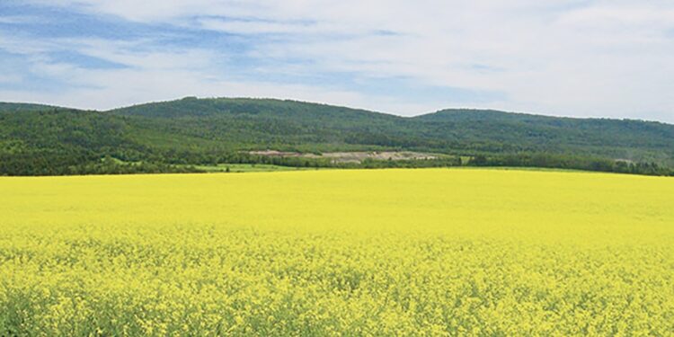Guelma : Plus de 12.600 quintaux de colza produit durant la saison 2024-2025 