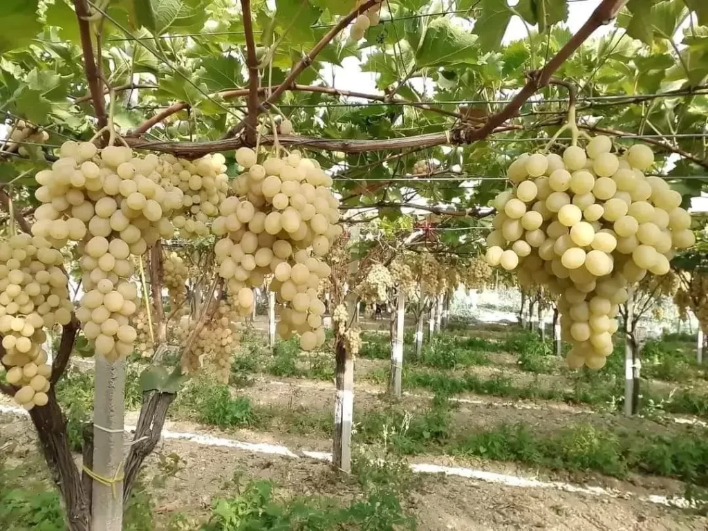 Viticulture : Un virus méconnu menace la compétitivité des vignobles algériens