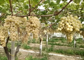 Viticulture : Un virus méconnu menace la compétitivité des vignobles algériens