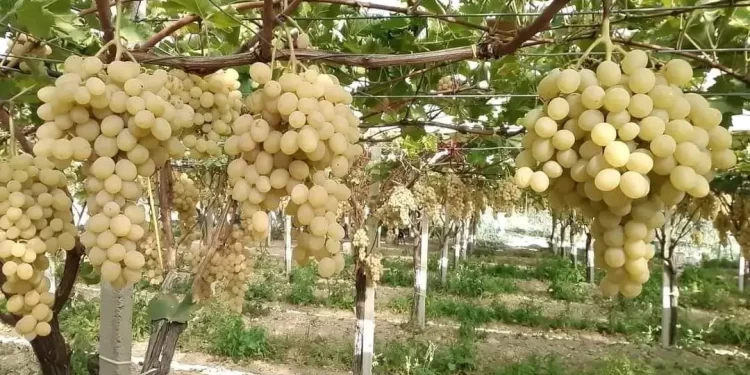Viticulture : Un virus méconnu menace la compétitivité des vignobles algériens