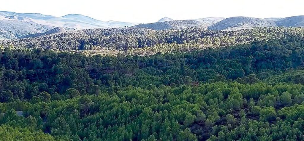 Relance du projet du Barrage vert : Renforcement de la couverture forestière à El Hakimia 