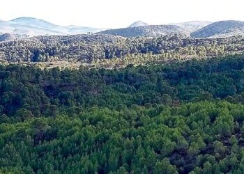 Relance du projet du Barrage vert : Renforcement de la couverture forestière à El Hakimia 