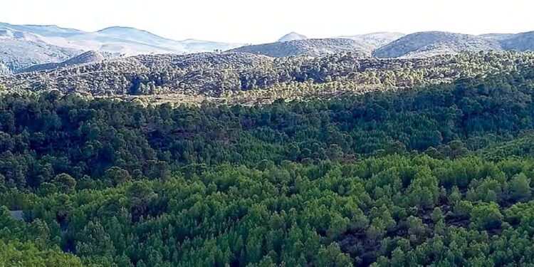 Relance du projet du Barrage vert : Renforcement de la couverture forestière à El Hakimia 