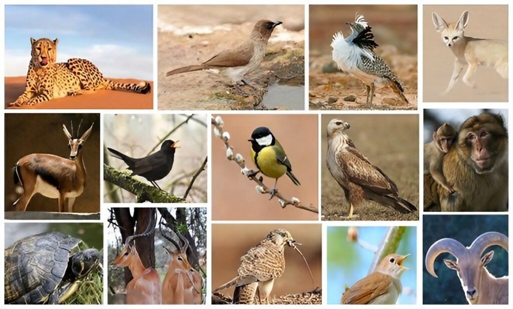 Espèces animales et végétale menacées de disparition : L’Algérie face au défi de la préservation de sa biodiversité