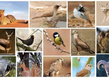 Espèces animales et végétale menacées de disparition : L’Algérie face au défi de la préservation de sa biodiversité