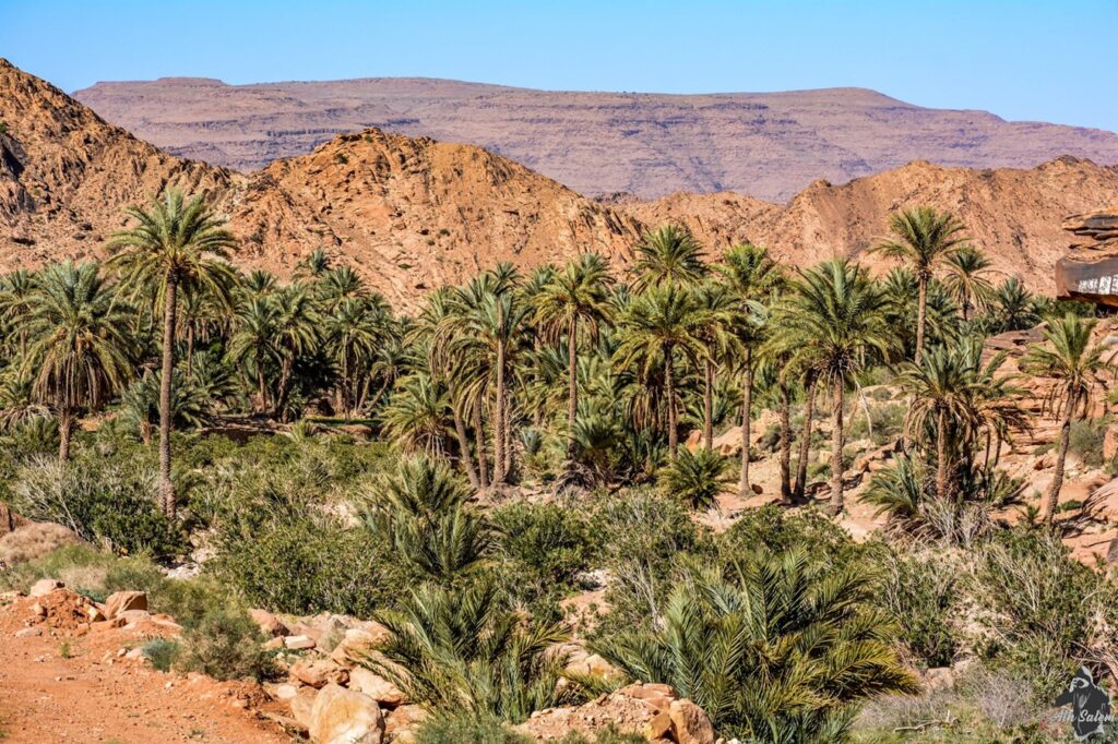 Nâama : Lancement prochain d’une opération de réhabilitation des oasis de palmiers à Moghrar