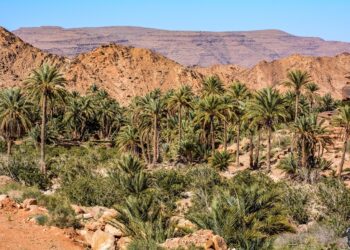 Nâama : Lancement prochain d’une opération de réhabilitation des oasis de palmiers à Moghrar