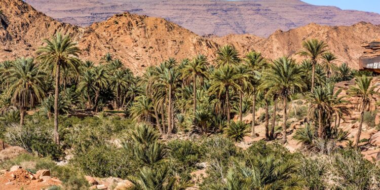 Nâama : Lancement prochain d’une opération de réhabilitation des oasis de palmiers à Moghrar