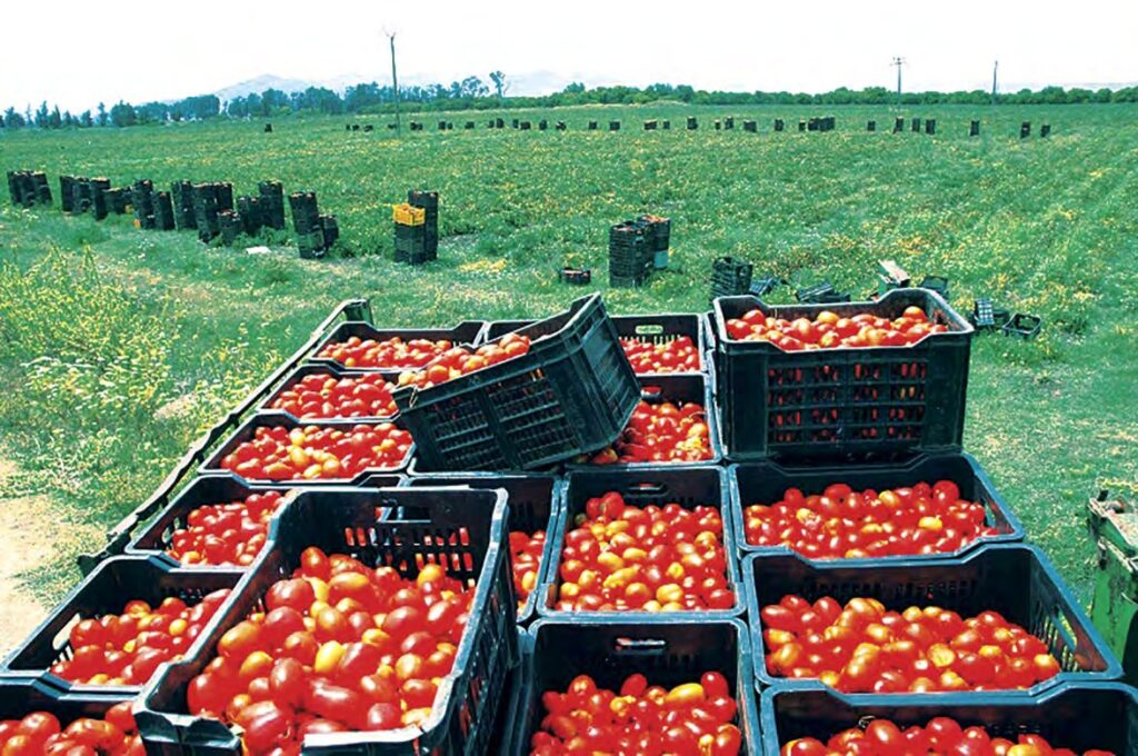 Tomate en Algérie : La résistance variétale, un levier pour sécuriser un marché sous pression