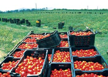 Tomate en Algérie : La résistance variétale, un levier pour sécuriser un marché sous pression