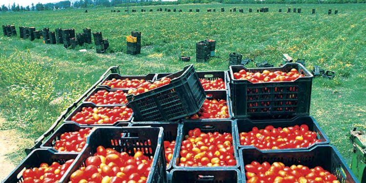 Tomate en Algérie : La résistance variétale, un levier pour sécuriser un marché sous pression