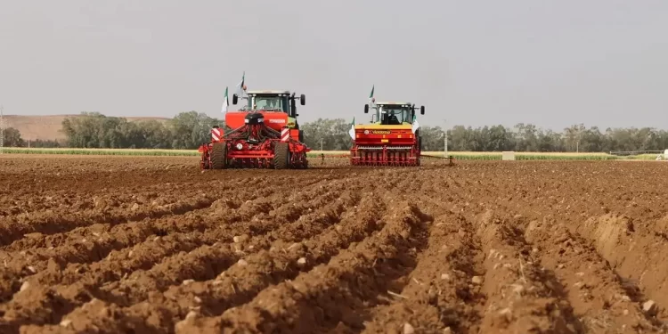 Timimoun : Le projet italien de production de céréales et de légumineuses avance à un rythme «soutenu»