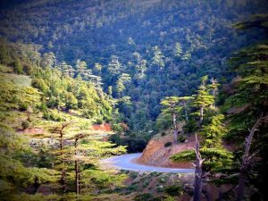 Extension du patrimoine national forestier : Se mettre au diapason des défis environnementaux