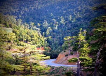 Extension du patrimoine national forestier : Se mettre au diapason des défis environnementaux