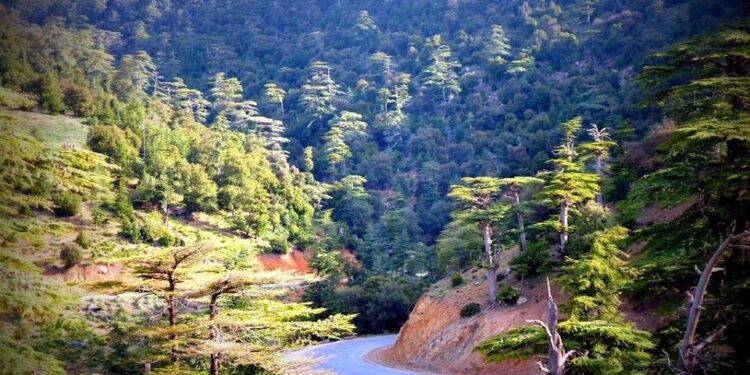 Extension du patrimoine national forestier : Se mettre au diapason des défis environnementaux