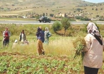 Espace rural et économie familiale : Le nouvel essor de la campagne algérienne