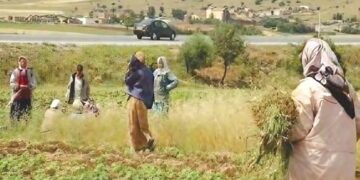Espace rural et économie familiale : Le nouvel essor de la campagne algérienne