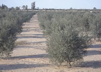 Ghardaïa : Une récolte de plus de 32.900 QX d'olives attendue cette saison