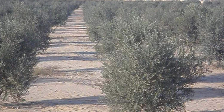 Ghardaïa : Une récolte de plus de 32.900 QX d'olives attendue cette saison