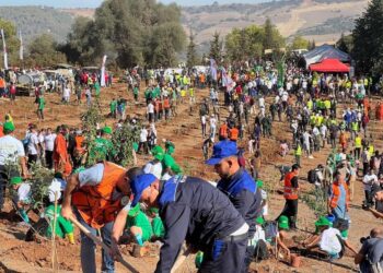 De la commune historique d’Aït Aggouacha : Coup d’envoi officiel de la campagne d’envergure de plantation d’arbre
