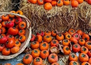 Tizi Ouzou : La plaquemine en fête les 23, 24 et 25 octobre 2025, à Mechtras