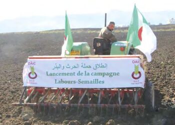 Nâama : Plus de 8.000 quintaux de semences destinés à la campagne labours-semailles