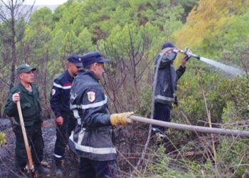 Feux de forêts à Tipaza : Tous les foyers d’incendies maîtrisés