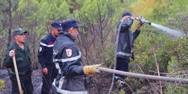 Feux de forêts à Tipaza : Tous les foyers d’incendies maîtrisés