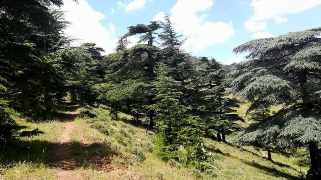 Cadastre forestier : Chantier majeur de la réhabilitation de la forêt algérienne
