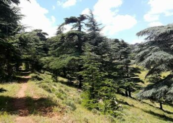 Cadastre forestier : Chantier majeur de la réhabilitation de la forêt algérienne