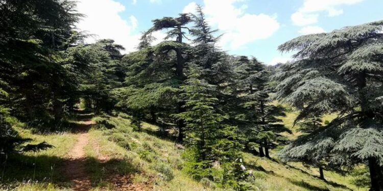 Cadastre forestier : Chantier majeur de la réhabilitation de la forêt algérienne
