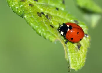 Lutte biologique contre les ravageurs agricoles : Nécessité d’une approche interdisciplinaire