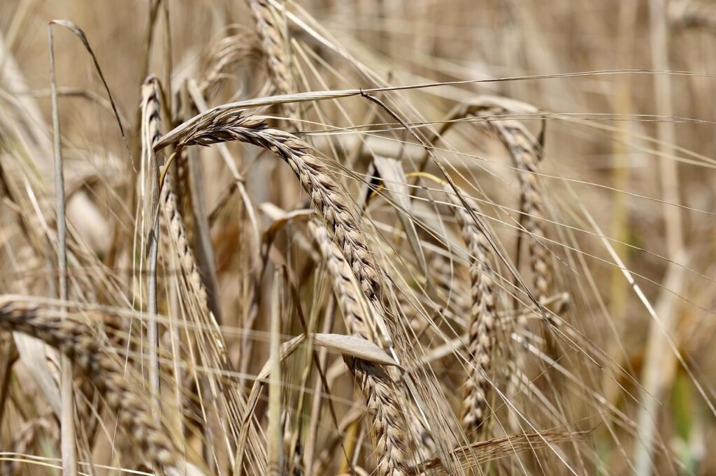 Céréales : L’Algérie, deuxième producteur de l’orge dans le monde arabe et en Afrique