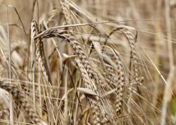 Céréales : L’Algérie, deuxième producteur de l’orge dans le monde arabe et en Afrique